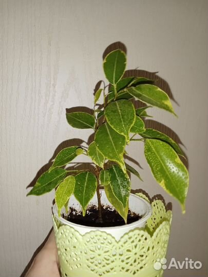 Фикус Бенджамина пестролистный