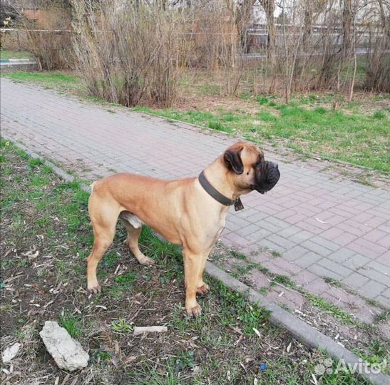 Вязка Бульмастиф