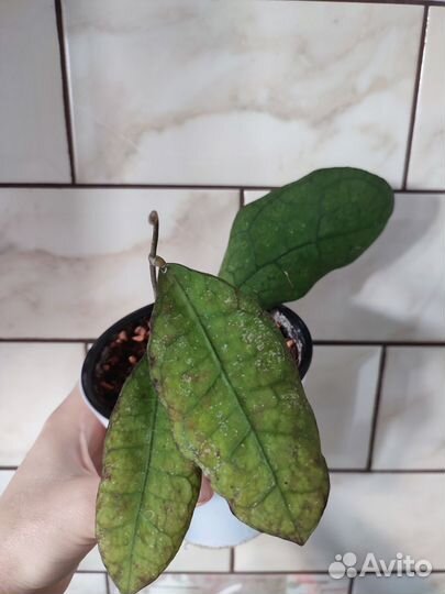 Сансевиерия элиптика или Брудда