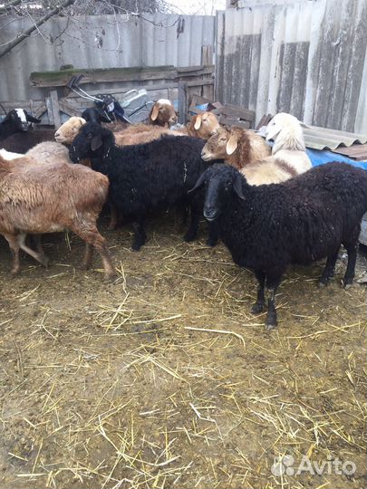 Овцы Матки котные