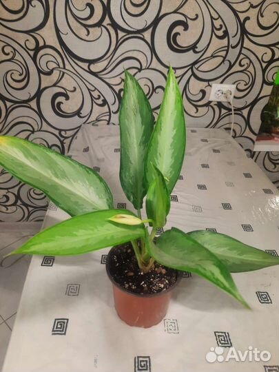 Аглаонемы сортовые. 10 карат. Голден Мадонна и др