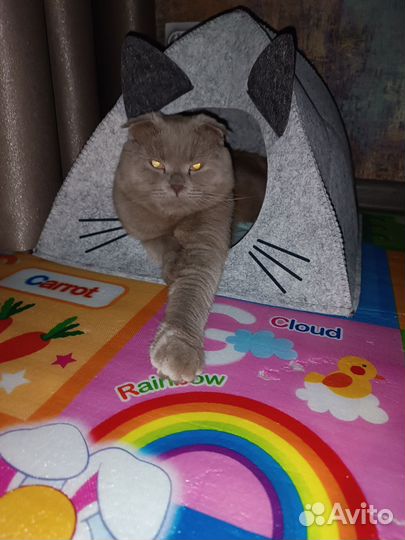 Отдам бесплатно кота