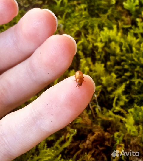 Жук знахарь, личинки жука знахаря