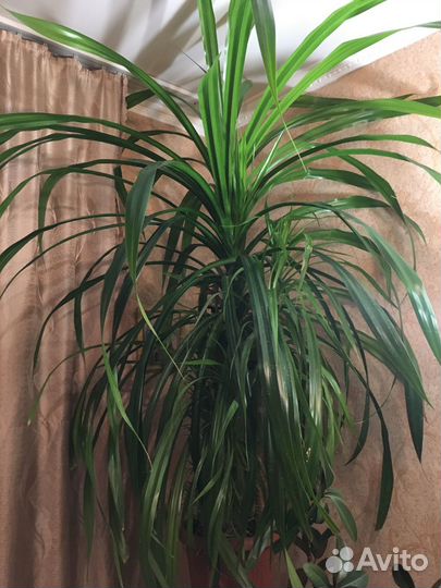Пальма винтовая (панданус), высота 1,5-1,8 м