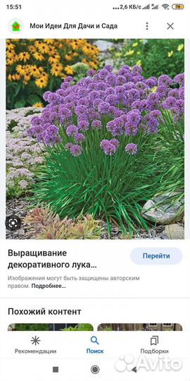 Лук декоративный