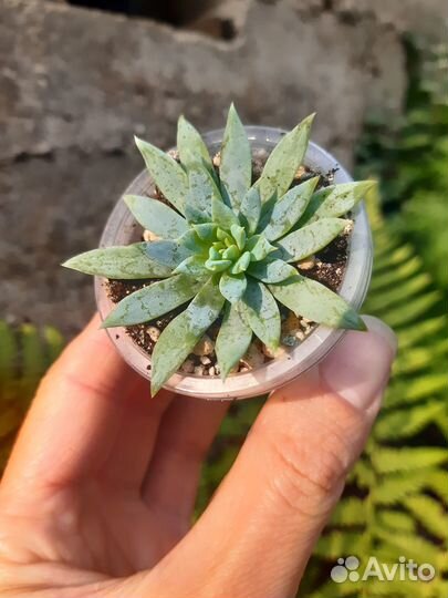 Суккуленты 1