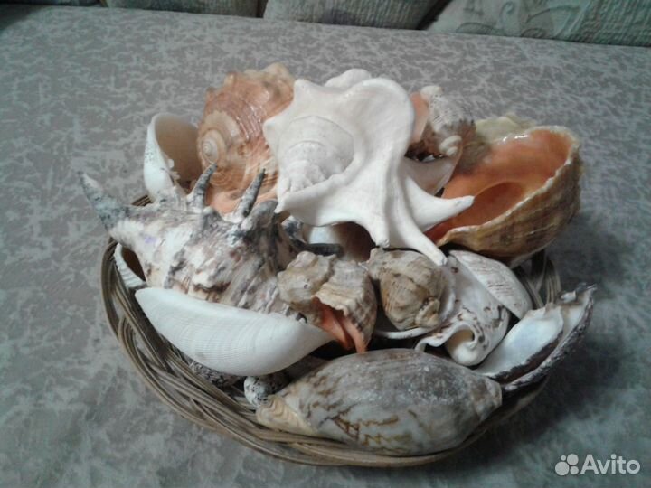 Коллекция морских ракушек
