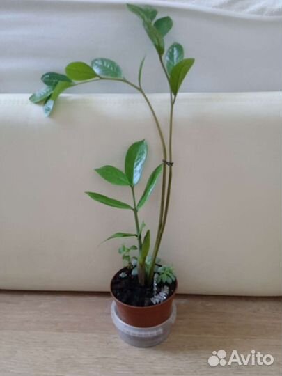 Цветы замиокулькас Сансевиерия кактус суккулент