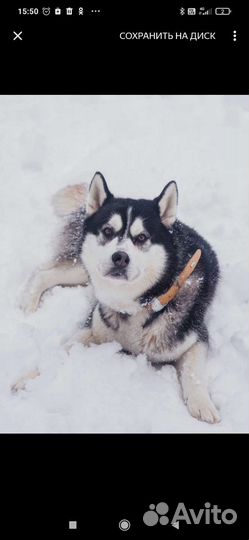 Аляскинский маламут