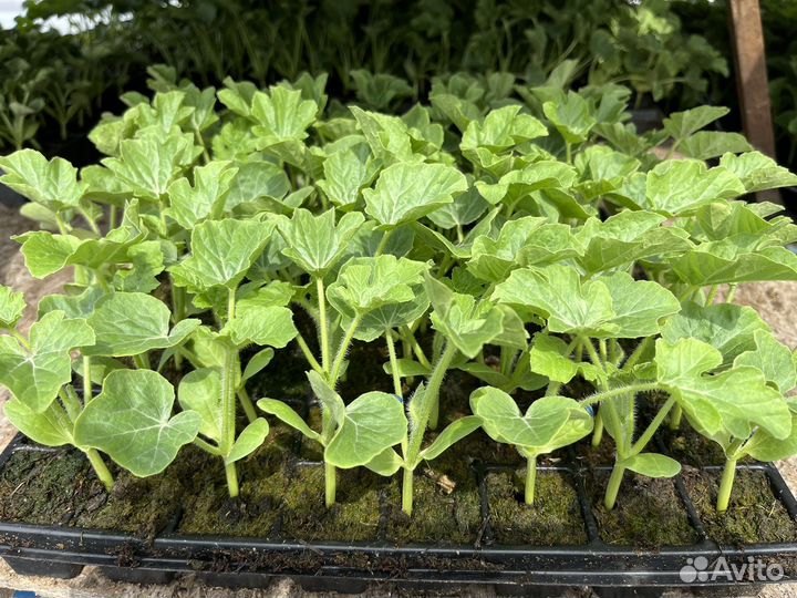Рассада арбуза