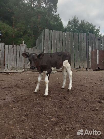 Телочка 2 месяца