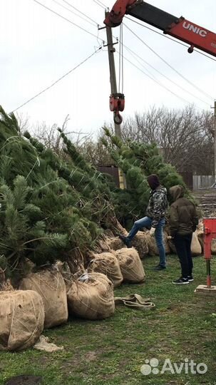 Сосна черная (Котельники )