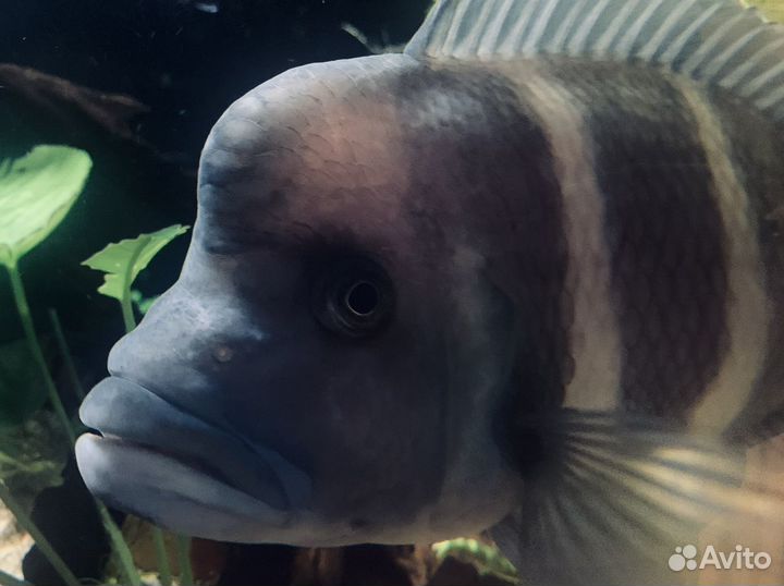 Цифотиляпия Фронтоза Королева Танганьики