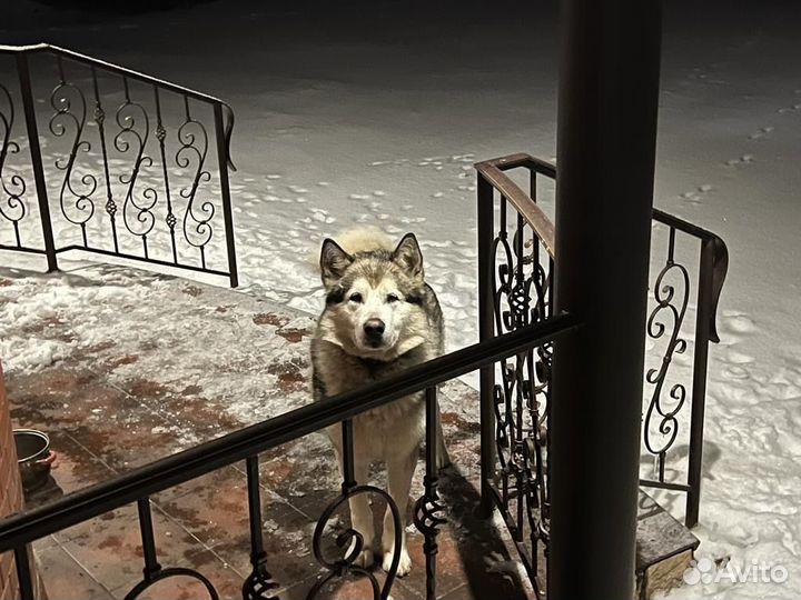 Отдам в добрые руки Аляскинского маламута