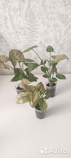 Сингониум кристмас