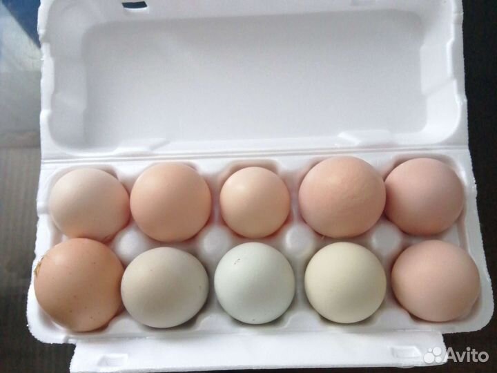 Куриное яйцо