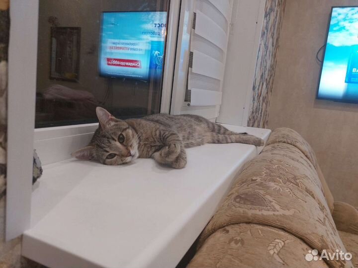 Кошка в добрые руки