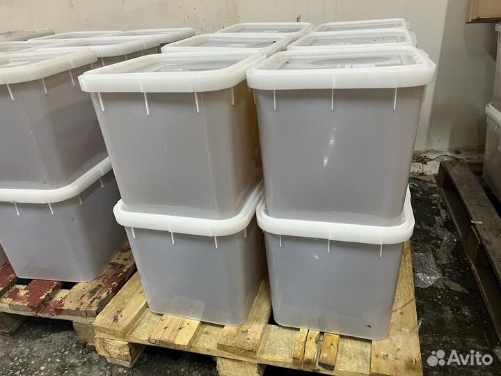 Цветочный свежий мед оптом