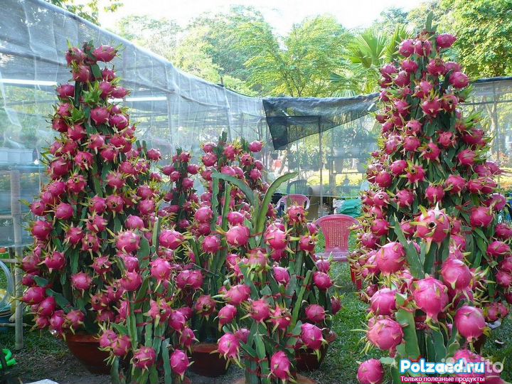 Питахайя, питайя, драконий фрукт