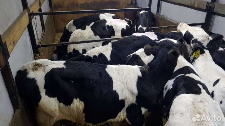 Молодняк крс