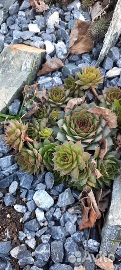 Молодило садовое Отелло, дракон, салатовые