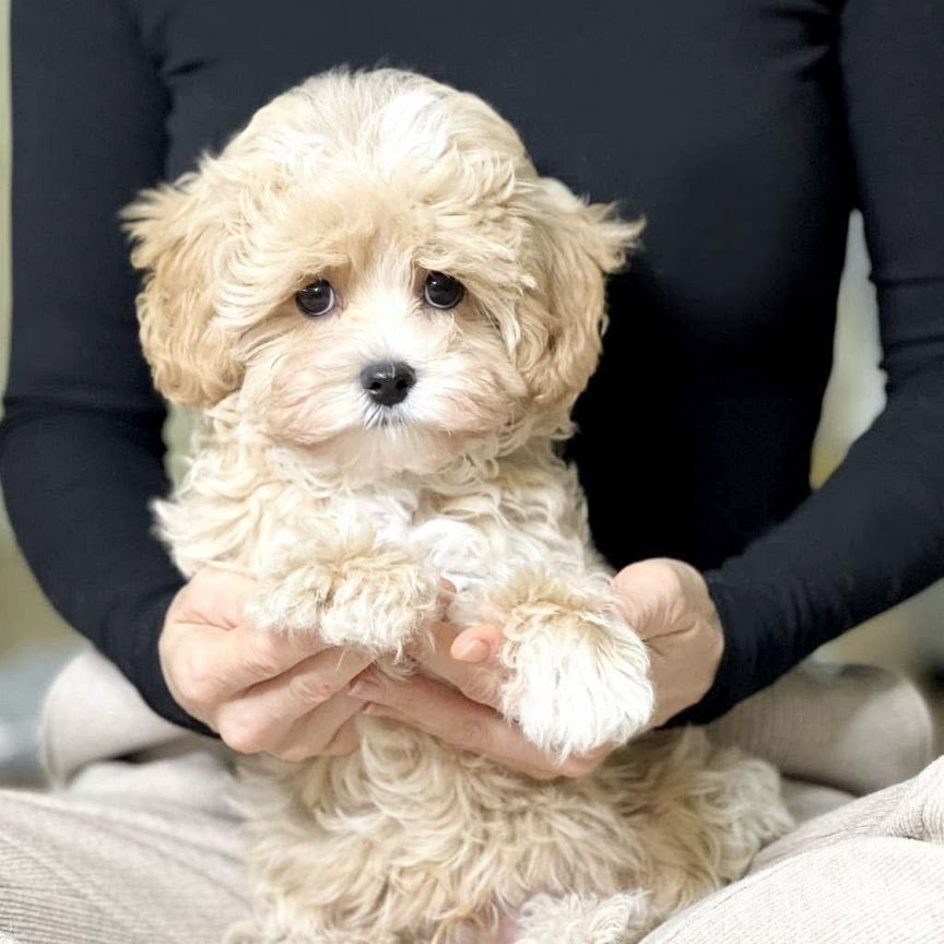 Мальтипу мини малыш. Maltipoo Корея. Китай