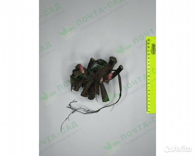 Пион молочноцветковый Gardenia