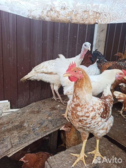 Молодые петухи