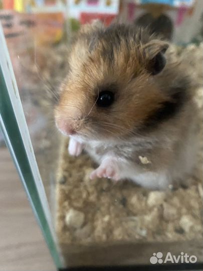 Сирийский хомяк