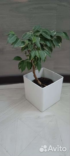 Фикус Бенджамина (40 см примерно вместе с горшком)