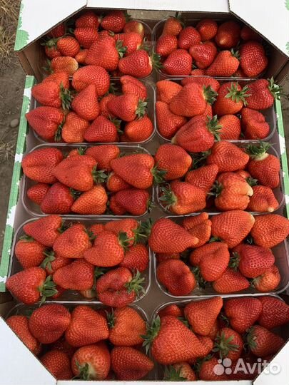 Рассада клубники