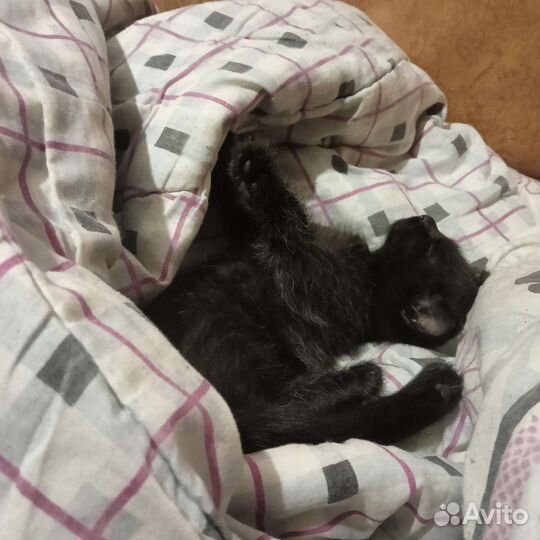 Котик