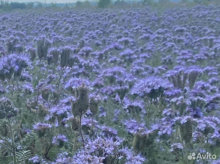 Семена Фацелии ГОСТ