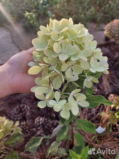 Гортензия метельчатая саженцы