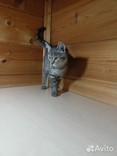 Отдаю котенка в добрые руки