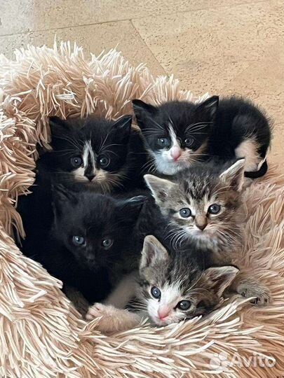 Коты в дар бесплатно