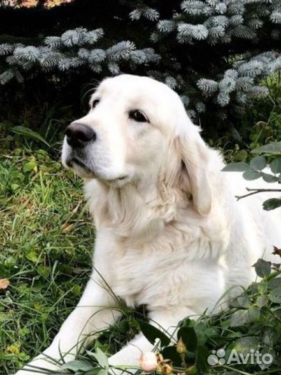 Щенки Лабрадор + Ретривер