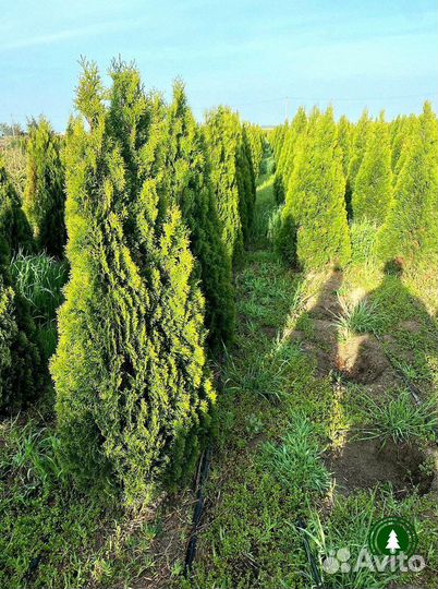 Туя крупномер экстра из питомника
