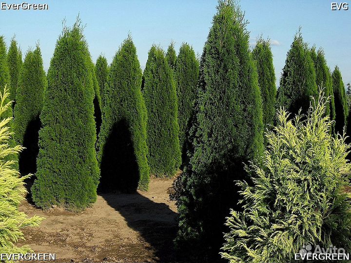 Туи для изгороди