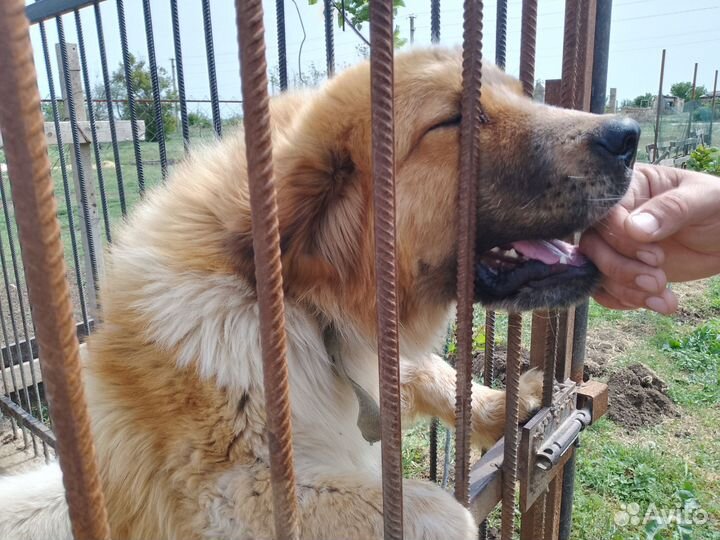 Щенки Московской сторожевой (фото папы и мамы)