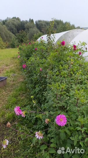 Продаю георгины клубни и кусты