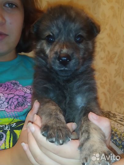 Щенки в добрые руки