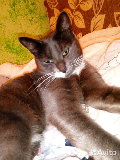 Отдам котенка в добрые руки