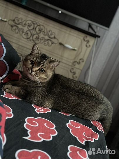 Шотладский кот вязка