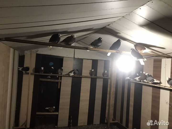 Продажа голубей