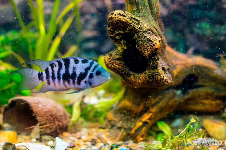 Цихлиды чернополосые