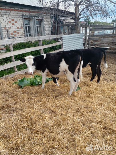 Баран куйбышевкий и две тёлки