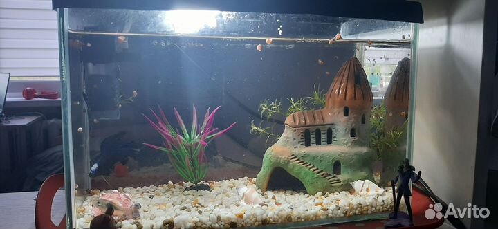 Улитки для аквариума