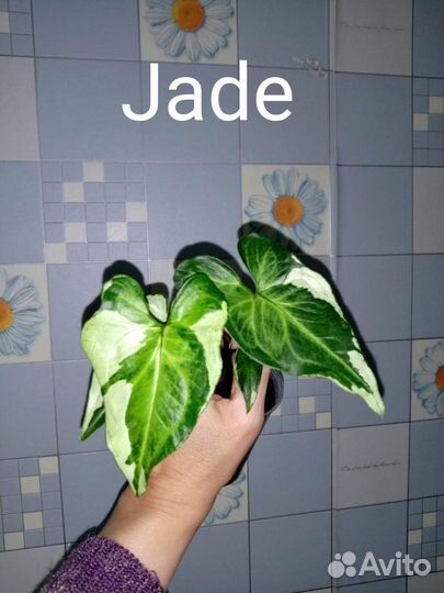 Сингониумы сортовые