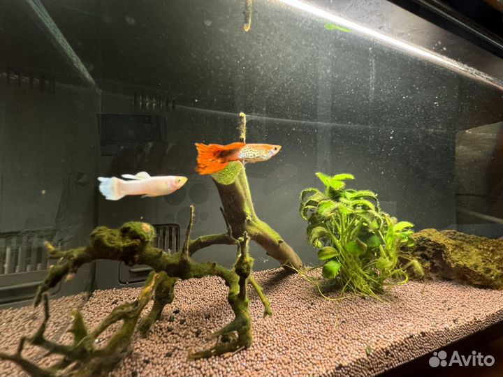 Умный аквариум с рыбками